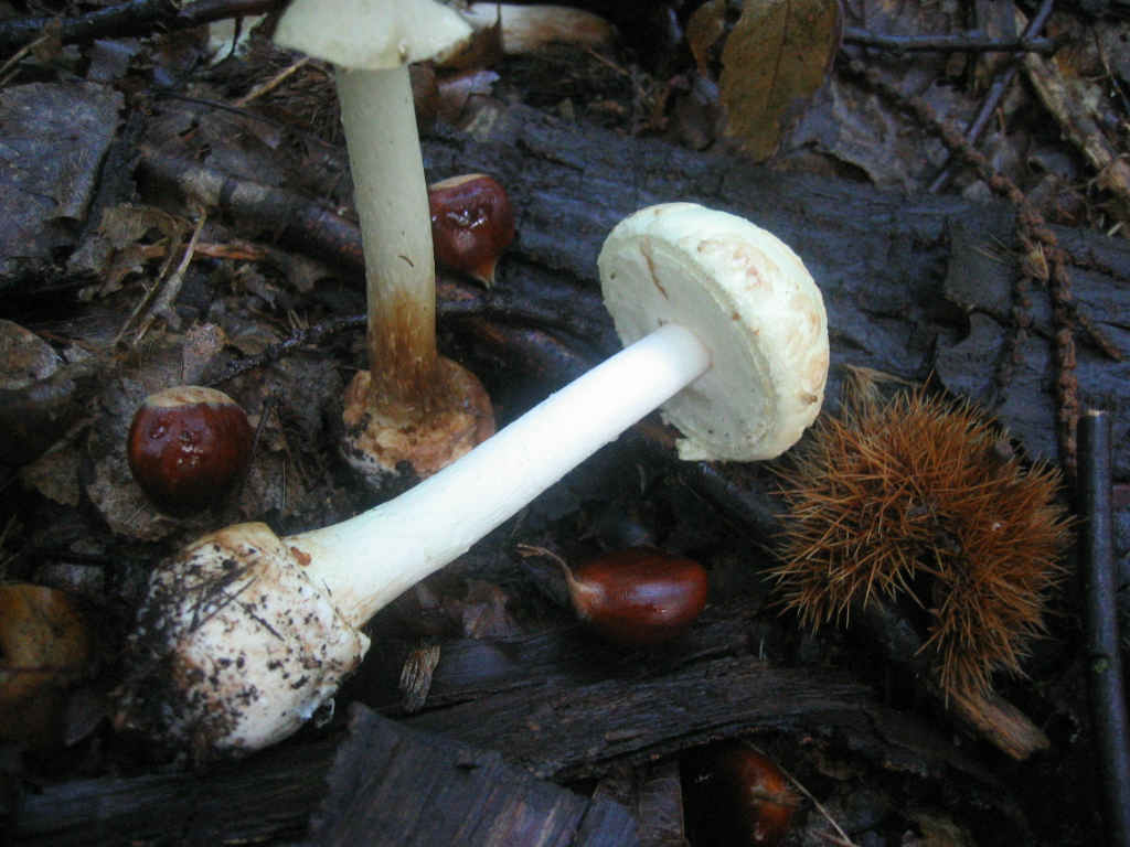 2005 :  Un anno di funghi